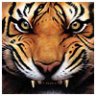 Roarrr